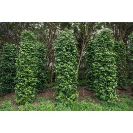 Sunshine Seeds Black Peppercorn (Piper nigrum) Vine Seeds (30) / ORGANIC / FLORIDA GROWN
