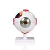 Parco Scientific B10413 Human Eye | Separates into 7 Parts