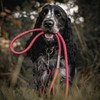 Ganzoo PPM Rope 5 Metres, Rope Dog Lead, Collar, Rigging,