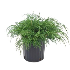 Microbiota decussata (Russian Cypress) Evergreen, #2 - Size Container