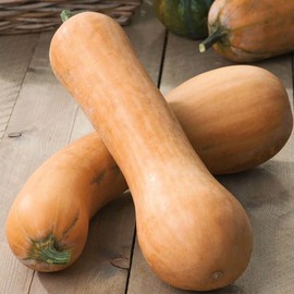 Squash Winter Tahiti Melon Seeds – Popular Large Fruited Type with Sweet Flesh – for Your Beautiful Kitchen Garden