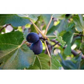 Unbranded 4 Black Mission Fig Trees Fuits Plants Four Live Plant Garden Outdoor