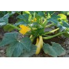 Valley View Ranch Zucchini Prolific Straightneck yellow or Elite green