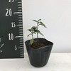 Hanamidori Laurel Seedling 4.1 inch (10.5 cm) Pot, 1 Strain
