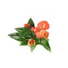Orange Anthurium - 6" from California Tropicals