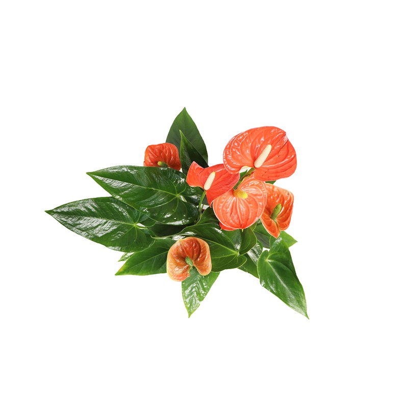 Orange Anthurium - 6" from California Tropicals
