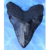 Massive 6-Inch Megalodon Shark Tooth, with serrations(Replica)
