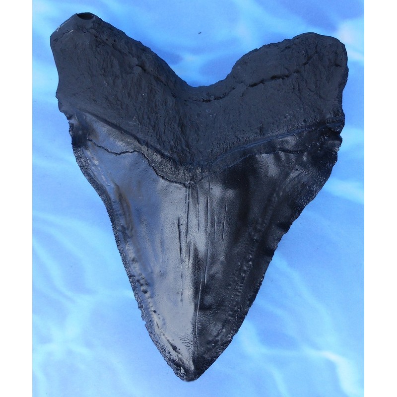 Massive 6-Inch Megalodon Shark Tooth, with serrations(Replica)