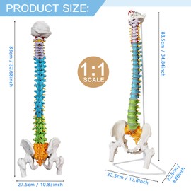 2024 Newest Flexible Spine Model, 34.6'' Life Size Human Spinal Cord Anatomical Model with Stand Color Coded Regions Indicate The Cervical, Thoracic and Lumbar Spine for Med Students and Chiropractors