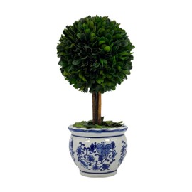 Galt International 11" Naturally Preserved Real Boxwood Ball Topiary Tree in Hand-Painted Blue & White Round Bulb China Pot Planter Green Indoor Plant Home Decor (Small 11" Tall Topiary)