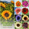 1000+ Sunflower Seeds for Planting Heirloom Non-GMO, Bulk Package of