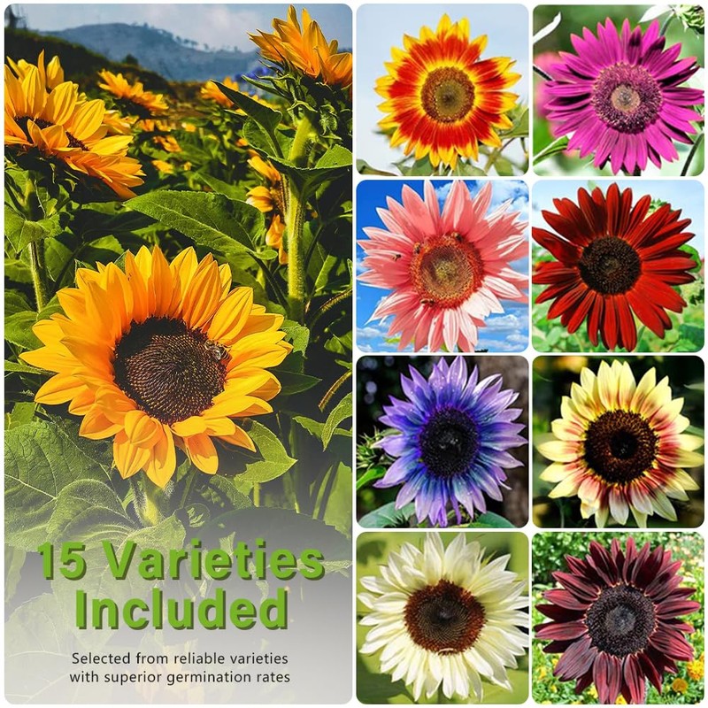 1000+ Sunflower Seeds for Planting Heirloom Non-GMO, Bulk Package of