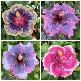 100+ Mixed Hibiscus Seeds Planting Outdoor- Perennial Rare Non-GMO Heirloom Hibiscus Flowers Plant for Your Garden Home