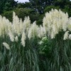 Qevjekr 1000+ Mix Pampas Grass Seeds for Planting Cortaderia Selloana