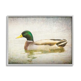 Stupell Industries Peaceful Mallard Duck Bird Swimming Water Detailed, Design by Daniel Sproul
