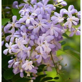 Melia Azedarach (China Berry, Bead Tree) Tree Seeds, Attractive Foliage, Fragrant Flowers, and Persistent Fruits, Seeds by MySeeds.Co, You Choose The Amount (0.5 oz)