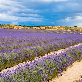 Bando Tea Lavender Tea 30 Tea Bags (0.09 oz (2.5 g) x 30 TB)