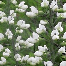 Everwilde Farms - 1 Oz White Wild Indigo Native Wildflower Seeds - Gold Vault