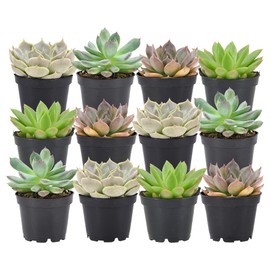 Arcadia Garden Products Live Assorted Mini Succulents in 2 in. Grower Pot, 12-Pack, Green (LV66) ***Cannot Ship to Hawaii***