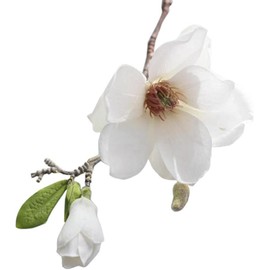 White Artificial Magnolia Fake Silk Flower Single Floral Home Decor Living Room Bedroom Garden Party Wedding Decoration in Pots Vase Home Décor Products for Desk Table, Artificial Flowers