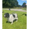 Dog Lead With Shock Absorbing Bungee Cord Training Walking Leash