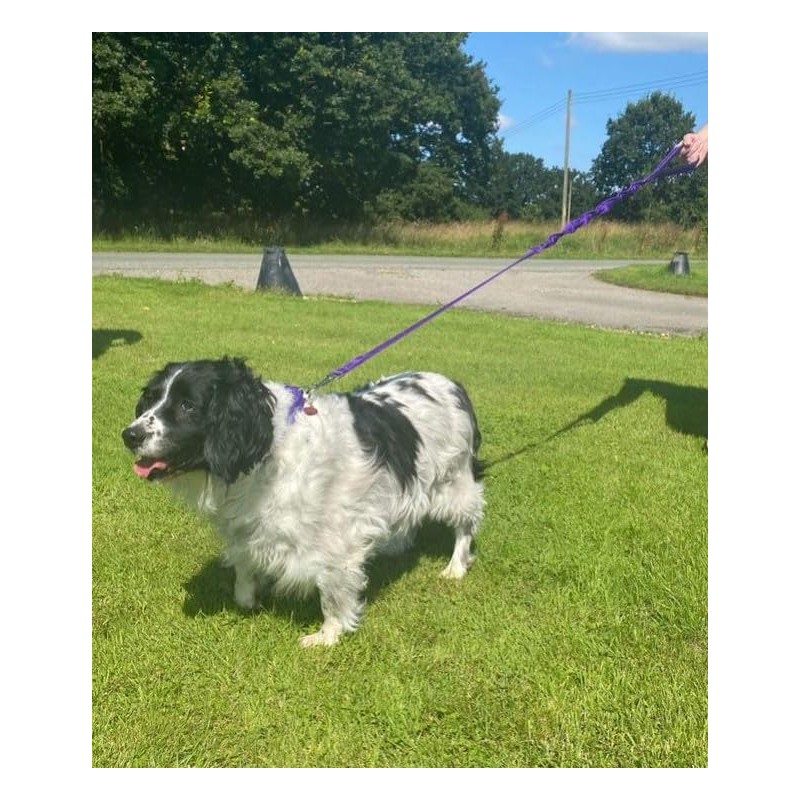 Dog Lead With Shock Absorbing Bungee Cord Training Walking Leash