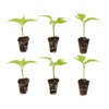 Bonnie Plants Hot Banana Pepper 19.3 oz. 4-pack, Yellow