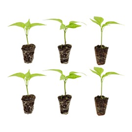 Bonnie Plants Hot Banana Pepper 19.3 oz. 4-pack, Yellow