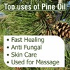 Salvia Pine (Pinus Sylvestris) Essential Oil Pure & Natural -