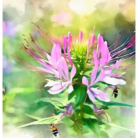 MySeeds.Co CLEOME hassleriana (Spider Plant) Flower Seeds, Spidery Appearance Flowers - 1 oz (~ 12500 Seeds)