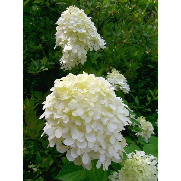 Little Lime® Hardy Hydrangea (Hydrangea paniculata 'Jane' PP22330)