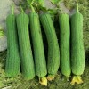 ZEshops 30pcs Luffa Chubby Pier Gourd Seeds - Non-GMO, Loofah
