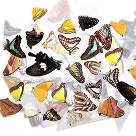 BicBugs Mixed lot of Assorted unmounted Wings Closed Butterflies and Moths (1)