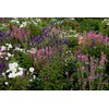 Earthcare Seeds Clary Sage Blue Monday 500 Seeds (Salvia horminum)