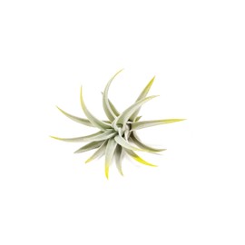 Bright Green Colorful Tillandsia Air Plants -Long Lasting Color Enhanced Live Tillandsia Succulent House Plants -Home and Garden Decor -Easy Care Indoor/Outdoor Plants (Harrisii, Single)