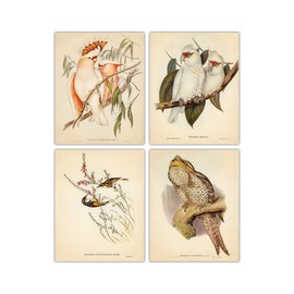Vintage Australian Birds Wall Art Prints - Set of 4 (8x10) Unframed Pictures For Home, Office, Dorm & Bedroom Decor - Great Gift Idea Under $15 for Bird and Animal Lovers