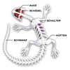 Slimy Original Lab Dissect-IT Salamander - Experiment & Research Dissecting