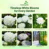 Outsidepride Paeony Aster Seeds - 1,000 Pcs Annual, Hardy &
