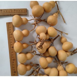 GHY Decor Natural Dry Gourd Bottle Gourd Cucurbit Mini Cute Dried Gourd Bottle Natural Gourd Ornament Adornment Decorative Gourd Practical Desktop Decor Original Dry Gourd DIY Crafts (15 pcs)