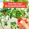 Back to the Roots Self-Watering Tomato Planter Organic Cherry Tomatoes