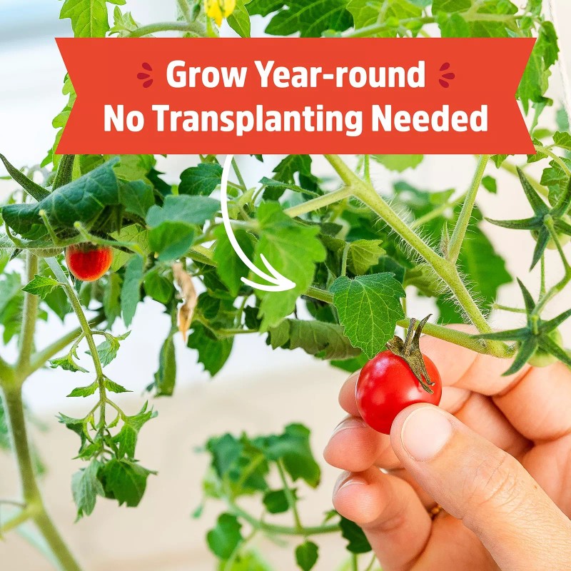 Back to the Roots Self-Watering Tomato Planter Organic Cherry Tomatoes