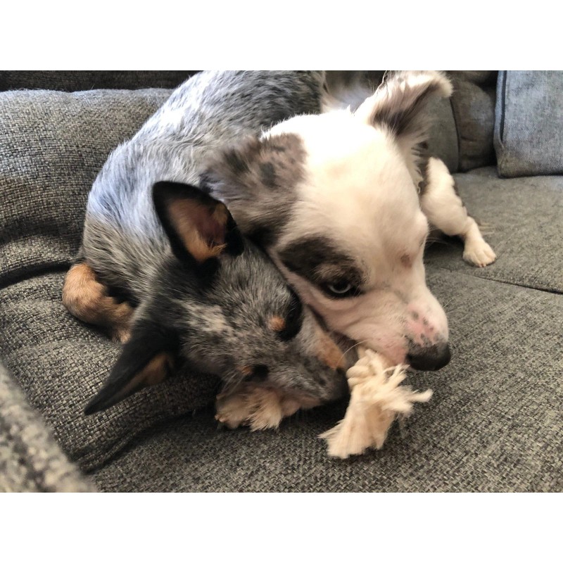 Elk Antler X-Large Split Rope Toy - All Natural, Grade