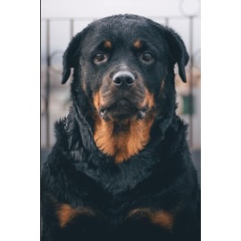 Rottweiler Notebook: Beautiful Rottweiler Dog Journal Diary Size 6"x 9", 120 College Ruled Pages, Amazing Gift