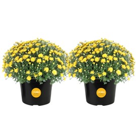 Costa Farms Chrysanthemum, Mums, Ships in Full Bloom, Porch and Patio Ready Bushel Basket 13-Inches Tall, Yellow