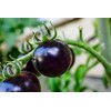 Seeds Blue Tomato 20+ Seeds to Grow Heirloom Dark-Blue Tomato