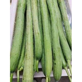 Mướp siêu dài Extra Long luffa 20 Extra Long Smooth Luffa Gourd Seeds; 特長絲瓜; muop Huong; Thai/Chinese Okra Diaspora Asian Seeds