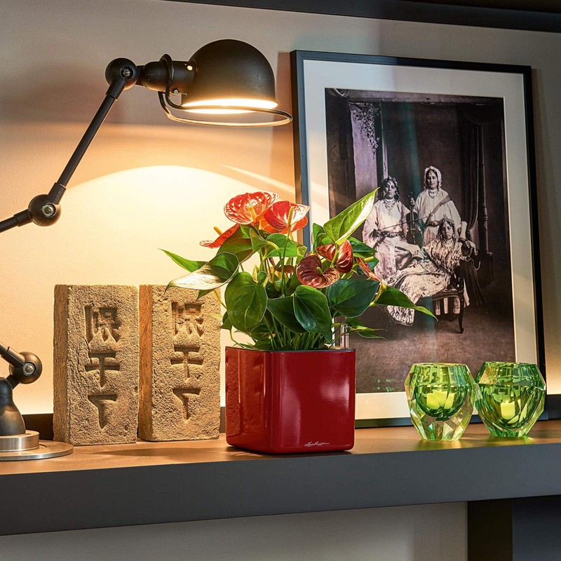 Lechuza Cube - Glossy, High-Quality Plant Cube with Stick Irrigation