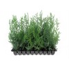 Murray Cypress | 20 Live Trees | Cupressocyparis leylandii ‘Murray’