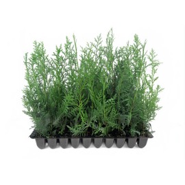 Murray Cypress | 20 Live Trees | Cupressocyparis leylandii ‘Murray’ | Fast Growing Evergreen | Privacy Screen Landscape Plants