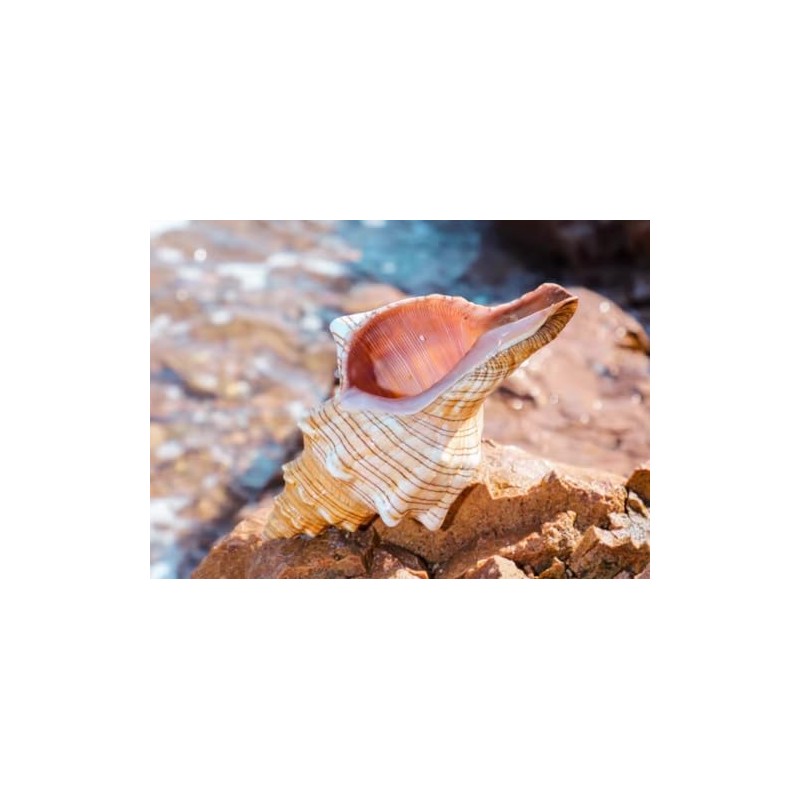 Giant Natural Conch Shell, Striped Fox Conch Seashell 1 Shell
